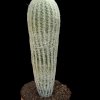 Espostoa_frutescens